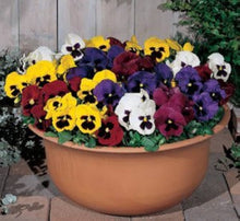 Perennial Pansy Seeds (Viola tricolor) for a bright addition to the Flower Bed & Urban Garden
