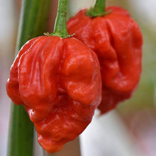 Carolina Reaper Pepper Seeds for home growers seeking a reliable harvest