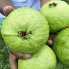 Guava Seeds for growers planting the Garden Growing