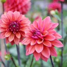 Dahlia Seeds (Dahlia spp.) for seasonal color across the Flower Bed & Urban Garden