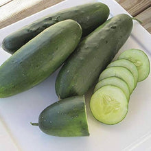 Raider F Cucumber Seeds (Cucumis sativus) for growers stocking the Vegetable Patch