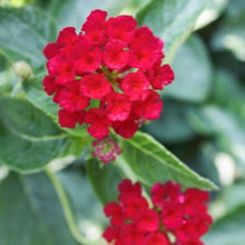 Lantana Seeds for colorful blooms in the Lantana bed patio garden