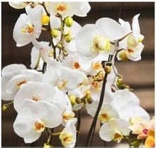 Phalaenopsis Orchid Seeds (Phalaenopsis spp.) for a lasting display in the indoor pots and vertical garden decor