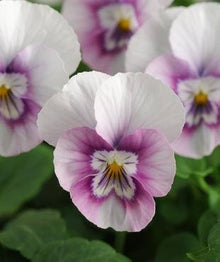 Viola Sorbet XP Rosa Halo Seeds for growers filling out the Elegant Pink Garden Flowers