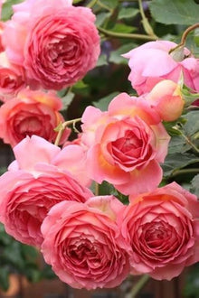 English Groundcover Rose Seeds (Rosa hybrida) for growers filling out the cottage garden floral bed