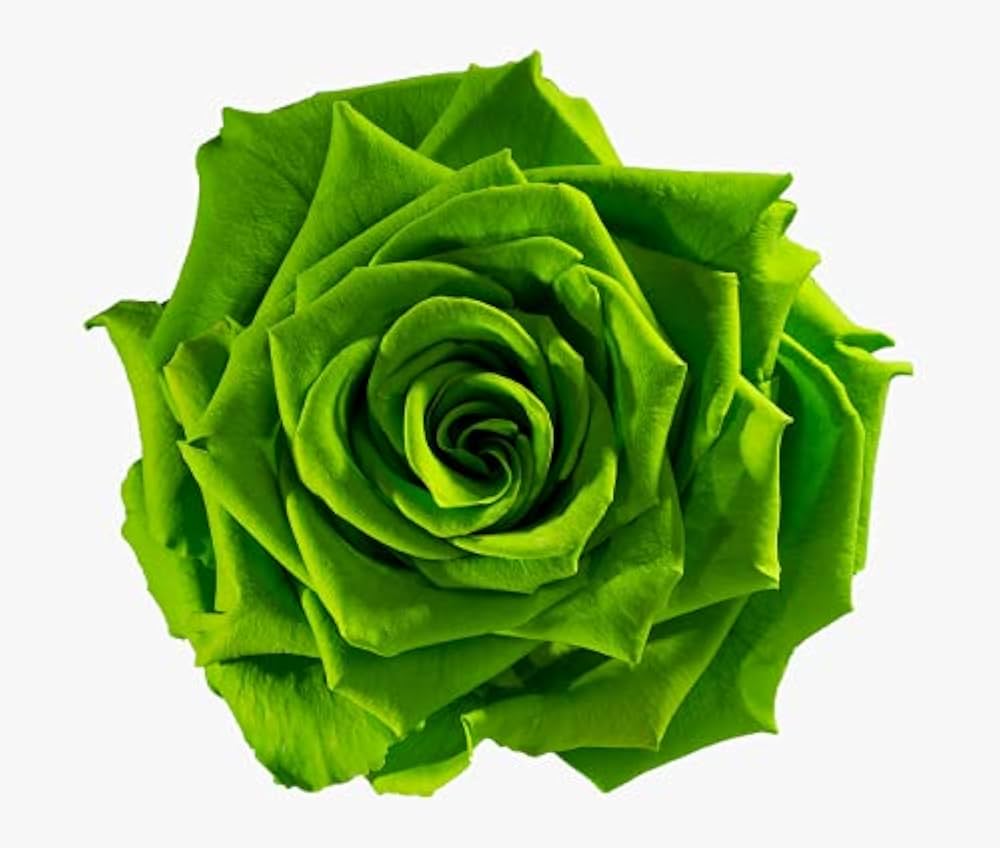 Green Rose Rosa chinensis Seeds for planting in flower bed