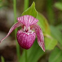 Slipper Orchid Paphiopedilum Cypripedium flower Seeds for a lasting addition to the balcony garden bonsai pots and indoor containers