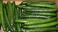 Japanese Cucumber – Cucumis sativus – for planting in vegetable patch