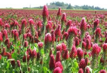Incarnate Clover Seeds (Trifolium incarnatum) for growers seeking a long-blooming display