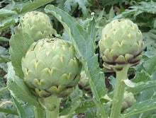 Artichoke Green Globe Seeds for productive rows in the perennial vegetable garden crops