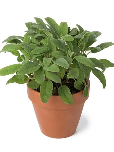 Sage Plants for a fragrant addition to the herb patch