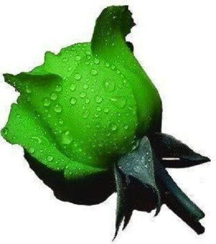 Rose Black Rose Flower - for planting in home garden