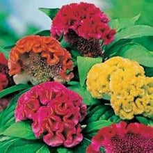 Mixed Cockscomb Celosia argentea for planting in flower bed