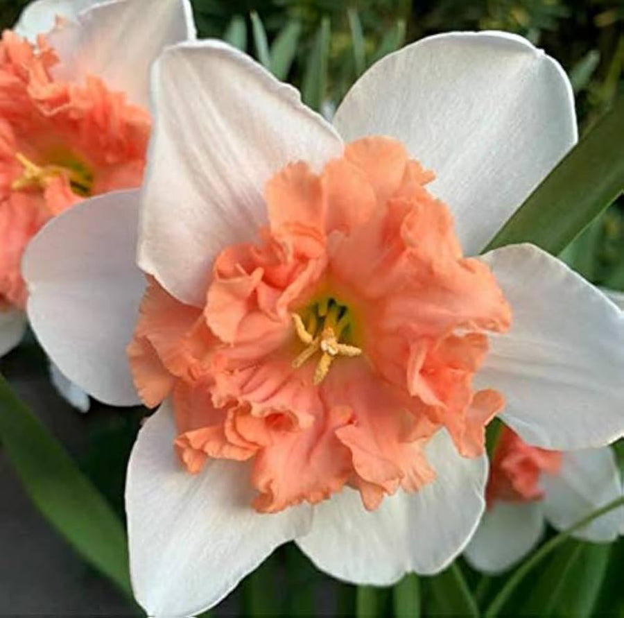 Daffodil Narcissus Pseudonarcissus Double Petal Flower Seeds for Planting – Known for Radiation Absorption and Spring Blooms