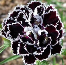 Black Carnation Seeds (Dianthus caryophyllus) for growers filling out the dramatic flower beds and indoor planting