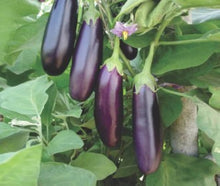 Purple Spice Herbs Vegetables Seeds for a colorful addition to any planting
