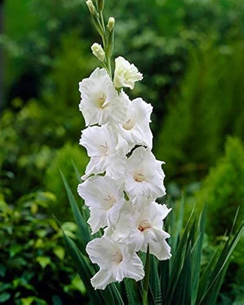 White perennial gladiolus flower seeds