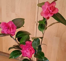 Camellia Seeds (Camellia japonica) for colorful blooms in the Balcony Pots