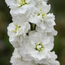 White Seeds for gardeners building out beds and borders
