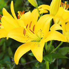 Yellow Heart Red Spots White Lily Seeds for colorful blooms in the Garden & Flower Bed