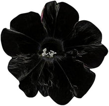 Petunia Seeds grown for black Gardening
