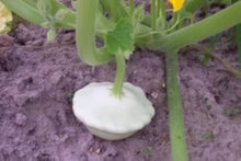 Heirloom Early White Bush Scallop Patty Pan Squash Seeds valued by growers for delicious & Tender Squash Harvests