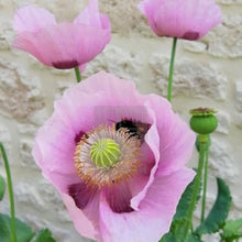 Blooming Poppy Seeds for gardeners building out beds and borders