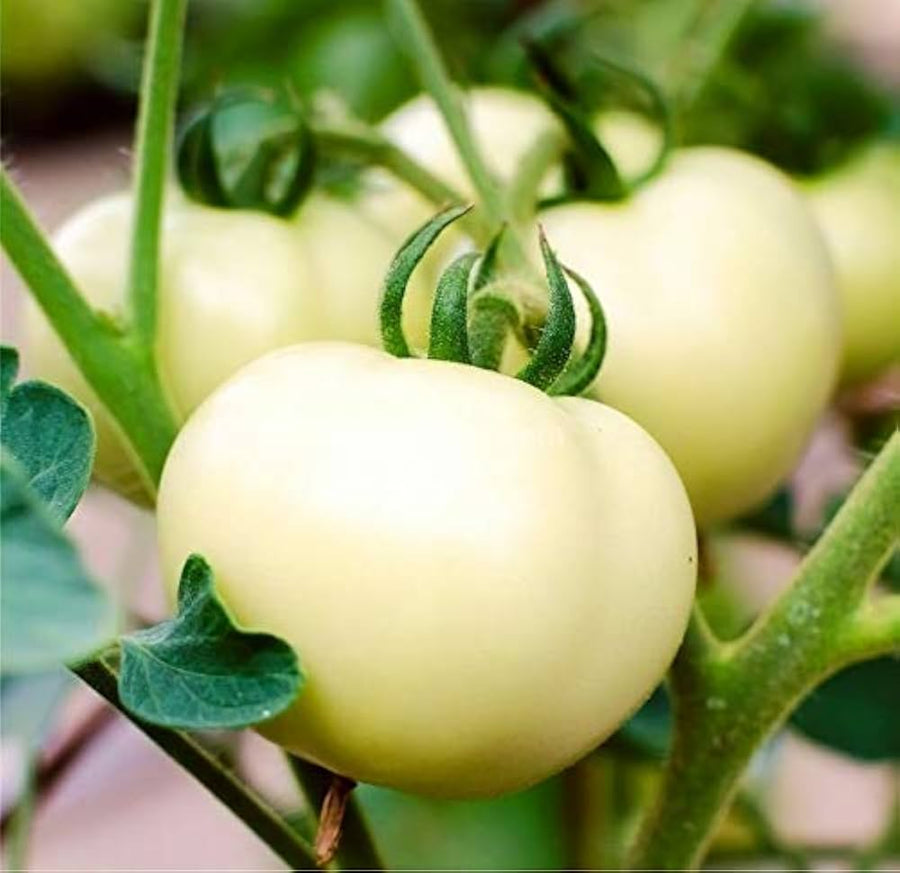 Basinga Yellow Tomato (Solanum lycopersicum) for planting in home garden
