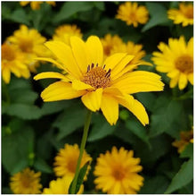 Heliopsis False Sunflower Perennial Seeds for colorful blooms in the Bright Yellow Blooms in Your Garden