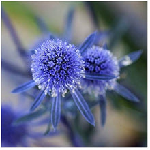 Eryngium Seeds (Eryngium planum) for growers filling out the flower beds and coastal gardens