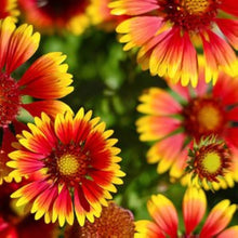 Eateral Seeds for a lasting display in the Garden & Flower Bed