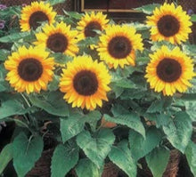 Sunflower Helianthus Annuus Fortune Seeds for growers filling out the Backyard Pollinator Gardens