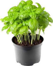 Green Organic Basil Plants for cooks growing their own fresh herbs