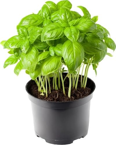 Green Organic Basil Plants for cooks growing their own fresh herbs