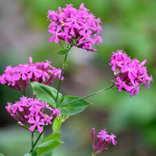 Catchfly Silene Armeria Seeds for seasonal color across the Flower Bed & Wildflower Garden