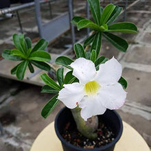 Desert Rose Adenium Obesum White King Parfum Seeds for growers filling out the urban garden patio