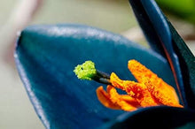 Puya Alpestris Seeds (Puya alpestris) for a lasting display in the Exotic Garden & Landscape