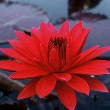 Red Longevity Seeds (Longevity spp.) for a bright addition to the Home Garden & Flower Bed