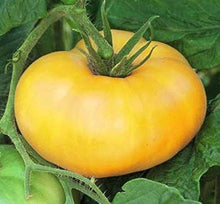 Sweet Gold FT Hybrid Tomato Seeds for home growers seeking a reliable harvest