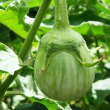 Epic Eggplant Seeds (Solanum melongena) for a fresh homegrown crop from the vegetable patch and home gardens