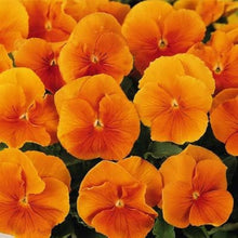 Pansy Seeds for a colorful addition to any planting