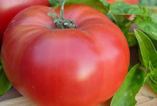 Organic Brandywine tomato seeds (Solanum lycopersicum) for rich garden harvests
