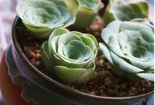 Plant Seeds (Arrojadoa rhodantha) for easy-care planting in pots or beds