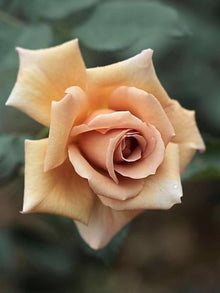 Rose Seeds for seasonal color across the White Garden