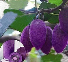 Purple Heart Kiwi Seeds (Actinidia purpurea) for a homegrown harvest from the Edible Vine Garden Planting