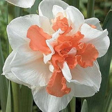 Daffodil Narcissus Pseudonarcissus Double Petal Seeds prized for radiation Spring Blooms