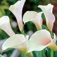 White Calla Lily Seeds for a bright addition to the Flower Bed & Garden