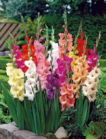 Gladiolus Seeds (Gladiolus hortulanus) for growers filling out the backyard garden beds