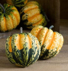 Miniature Pumpkin – Cucurbita pepo – for garden planting