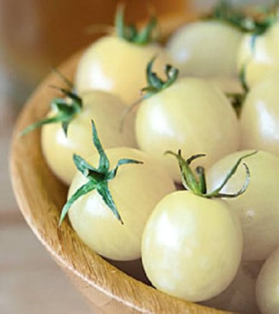 Orange (Cherry Tomato Seeds – Sweet Bite-Sized Tomatoes for Snacking & Salads) for planting in garden
